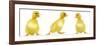 Line of Three Ducklings-null-Framed Photographic Print