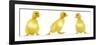 Line of Three Ducklings-null-Framed Photographic Print