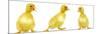 Line of Three Ducklings-null-Mounted Photographic Print