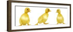 Line of Three Ducklings-null-Framed Photographic Print