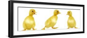 Line of Three Ducklings-null-Framed Photographic Print