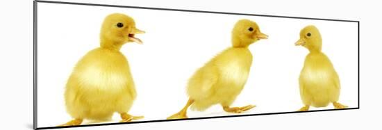 Line of Three Ducklings-null-Mounted Photographic Print