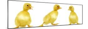 Line of Three Ducklings-null-Mounted Photographic Print