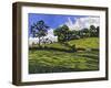 Line of Trees-Anthony Amies-Framed Giclee Print