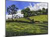 Line of Trees-Anthony Amies-Mounted Giclee Print