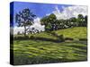 Line of Trees-Anthony Amies-Stretched Canvas