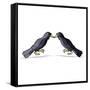 Canvas Black