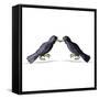 Canvas Black