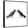 Canvas Black