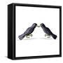 Canvas Black