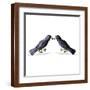 Brown Frame