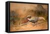 Lineated Kaleege (Euplpcamus Lineatus), C.1851-76-Joseph Wolf-Framed Stretched Canvas