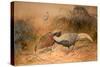 Lineated Kaleege (Euplpcamus Lineatus), C.1851-76-Joseph Wolf-Stretched Canvas