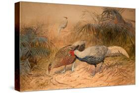 Lineated Kaleege (Euplpcamus Lineatus), C.1851-76-Joseph Wolf-Stretched Canvas