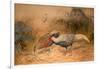 Lineated Kaleege (Euplpcamus Lineatus), C.1851-76-Joseph Wolf-Framed Giclee Print