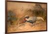 Lineated Kaleege (Euplpcamus Lineatus), C.1851-76-Joseph Wolf-Framed Giclee Print