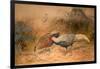 Lineated Kaleege (Euplpcamus Lineatus), C.1851-76-Joseph Wolf-Framed Giclee Print