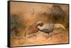 Lineated Kaleege (Euplpcamus Lineatus), C.1851-76-Joseph Wolf-Framed Stretched Canvas