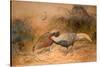 Lineated Kaleege (Euplpcamus Lineatus), C.1851-76-Joseph Wolf-Stretched Canvas