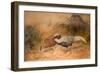 Lineated Kaleege (Euplpcamus Lineatus), C.1851-76-Joseph Wolf-Framed Giclee Print