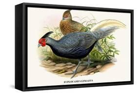 Lineated Pheasant-Birds Of Asia-John Gould-Framed Stretched Canvas