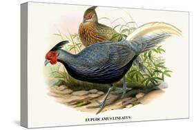 Lineated Pheasant-Birds Of Asia-John Gould-Stretched Canvas