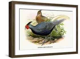 Lineated Pheasant-Birds Of Asia-John Gould-Framed Art Print