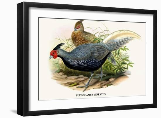 Lineated Pheasant-Birds Of Asia-John Gould-Framed Art Print