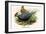Lineated Pheasant-Birds Of Asia-John Gould-Framed Art Print