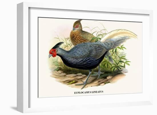 Lineated Pheasant-Birds Of Asia-John Gould-Framed Art Print