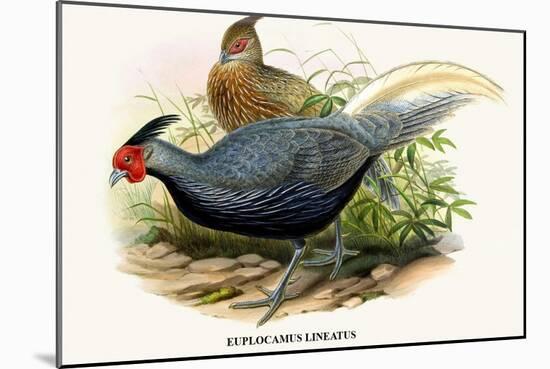 Lineated Pheasant-Birds Of Asia-John Gould-Mounted Art Print