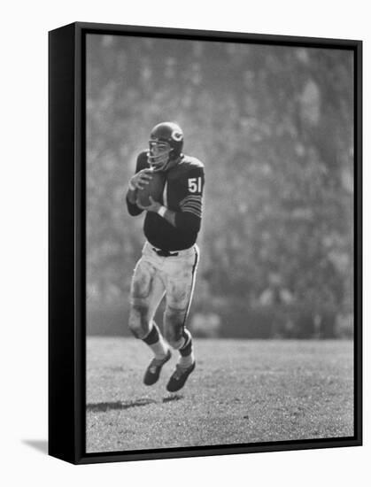 Linebacker for the Bears Dick Butkus-Bill Eppridge-Framed Stretched Canvas