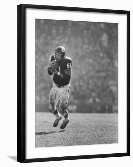 Linebacker for the Bears Dick Butkus-Bill Eppridge-Framed Premium Photographic Print