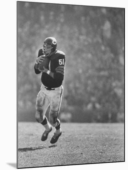 Linebacker for the Bears Dick Butkus-Bill Eppridge-Mounted Premium Photographic Print