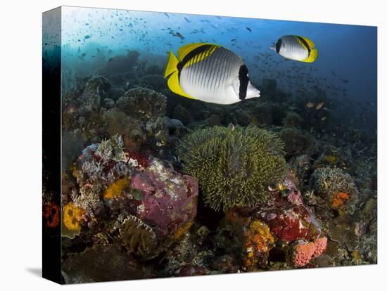 Lined Butterflyfish Swim Over Reef Corals, Komodo National Park, Indonesia-Jones-Shimlock-Stretched Canvas