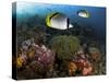 Lined Butterflyfish Swim Over Reef Corals, Komodo National Park, Indonesia-Jones-Shimlock-Stretched Canvas