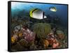 Lined Butterflyfish Swim Over Reef Corals, Komodo National Park, Indonesia-Jones-Shimlock-Framed Stretched Canvas