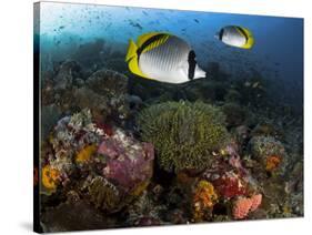 Lined Butterflyfish Swim Over Reef Corals, Komodo National Park, Indonesia-Jones-Shimlock-Stretched Canvas