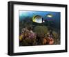 Lined Butterflyfish Swim Over Reef Corals, Komodo National Park, Indonesia-Jones-Shimlock-Framed Photographic Print