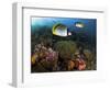 Lined Butterflyfish Swim Over Reef Corals, Komodo National Park, Indonesia-Jones-Shimlock-Framed Photographic Print