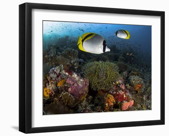 Lined Butterflyfish Swim Over Reef Corals, Komodo National Park, Indonesia-Jones-Shimlock-Framed Photographic Print