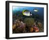 Lined Butterflyfish Swim Over Reef Corals, Komodo National Park, Indonesia-Jones-Shimlock-Framed Photographic Print