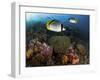 Lined Butterflyfish Swim Over Reef Corals, Komodo National Park, Indonesia-Jones-Shimlock-Framed Photographic Print