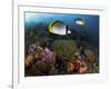 Lined Butterflyfish Swim Over Reef Corals, Komodo National Park, Indonesia-Jones-Shimlock-Framed Photographic Print