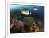 Lined Butterflyfish Swim Over Reef Corals, Komodo National Park, Indonesia-Jones-Shimlock-Framed Photographic Print