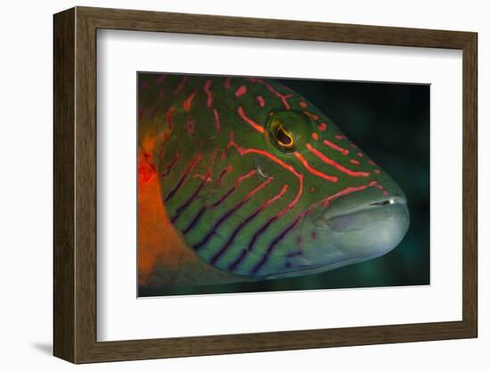 Lined Cheeked Wrasse (Oxycheilinus Digrammus), Rainbow Reef, Fiji-Pete Oxford-Framed Photographic Print