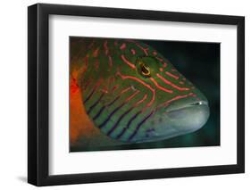 Lined Cheeked Wrasse (Oxycheilinus Digrammus), Rainbow Reef, Fiji-Pete Oxford-Framed Photographic Print