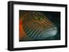 Lined Cheeked Wrasse (Oxycheilinus Digrammus), Rainbow Reef, Fiji-Pete Oxford-Framed Photographic Print