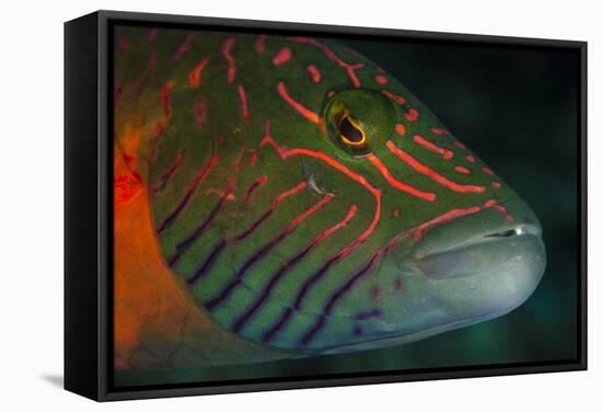 Lined Cheeked Wrasse (Oxycheilinus Digrammus), Rainbow Reef, Fiji-Pete Oxford-Framed Stretched Canvas