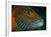 Lined Cheeked Wrasse (Oxycheilinus Digrammus), Rainbow Reef, Fiji-Pete Oxford-Framed Photographic Print